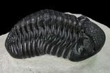 Pedinopariops Trilobite With Good Eyes - Mrakib, Morocco #154650-5